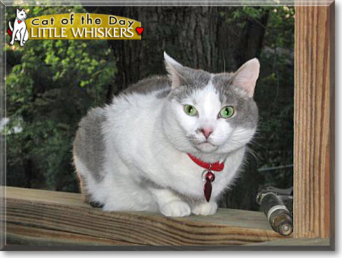 Little Whiskers, the Cat of the Day
