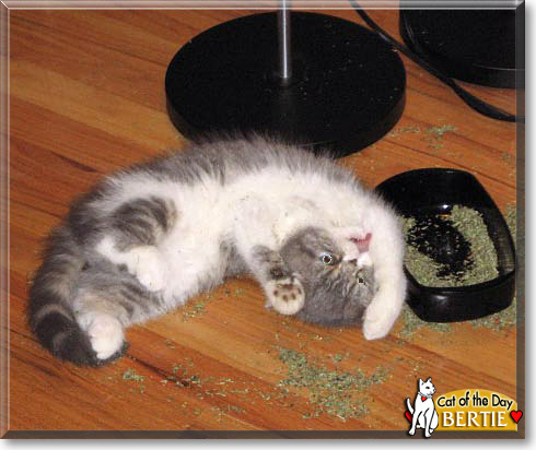 Bertie, the Cat of the Day