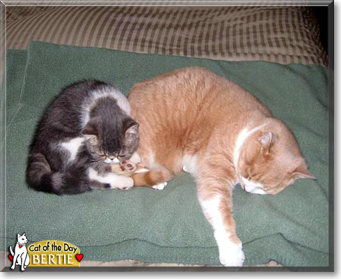 Bertie, the Cat of the Day
