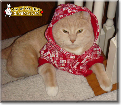 Remington, the Cat of the Day