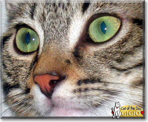 Gigio, the Cat of the Day