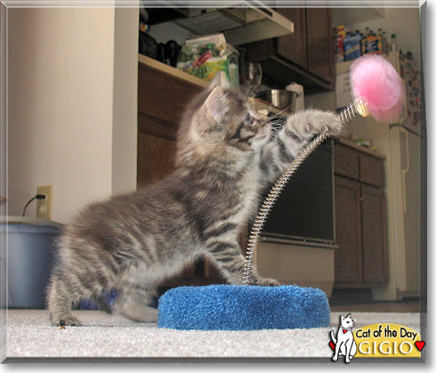 Gigio, the Cat of the Day Gigio, the Cat of the Day