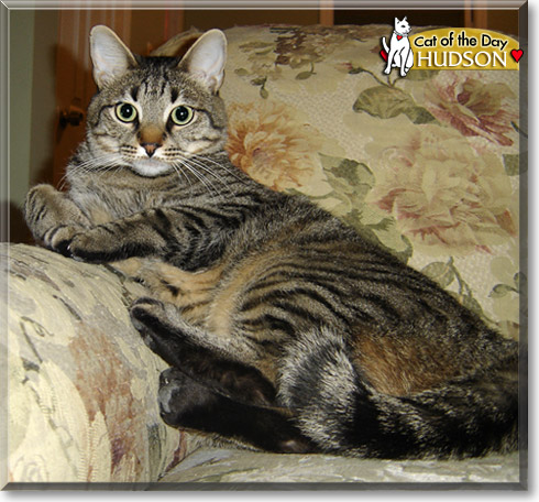 Hudson, the Cat of the Day