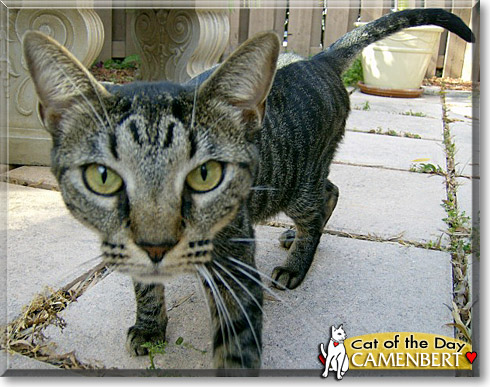 Camenbert, the Cat of the Day