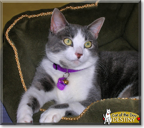 Destiny, the Cat of the Day