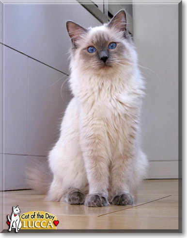 Blue point store male ragdoll cat