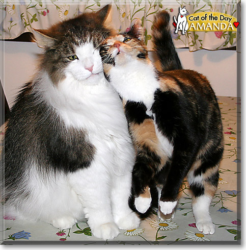 Amanda, the Cat of the Day