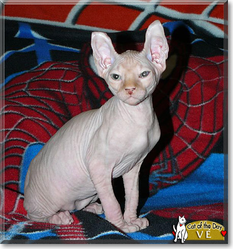 Vé, the Cat of the Day