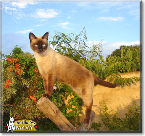 Mymy, the Cat of the Day