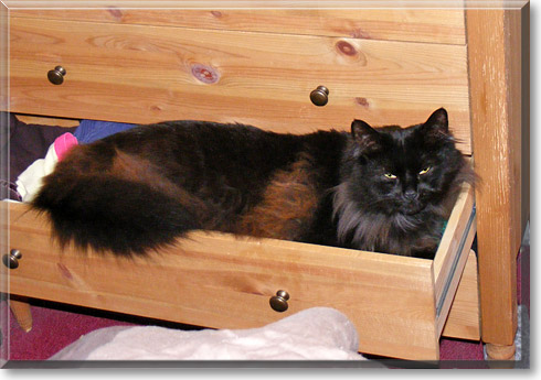 Zezu, the Cat of the Day
