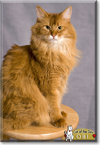 Obi, the Cat of the Day