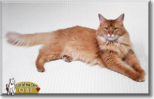 Obi, the Cat of the Day