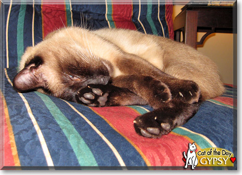 Gypsy, the Cat of the Day