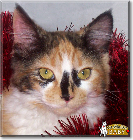 Baby, the Cat of the Day