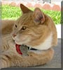 Mr. Orange Kitty