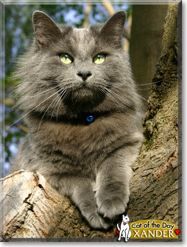 Xander, the Cat of the Day