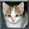 Cat of the Day
