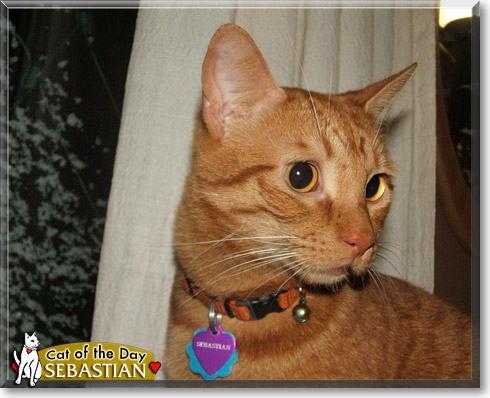 Sebastian, the Cat of the Day