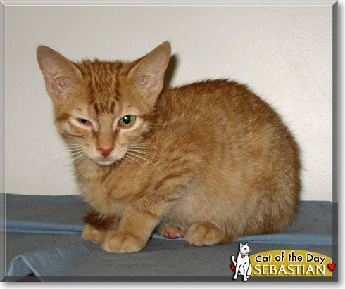 Sebastian, the Cat of the Day Sebastian, the Cat of the Day