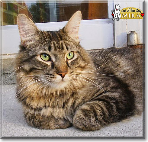 Mika, the Cat of the Day