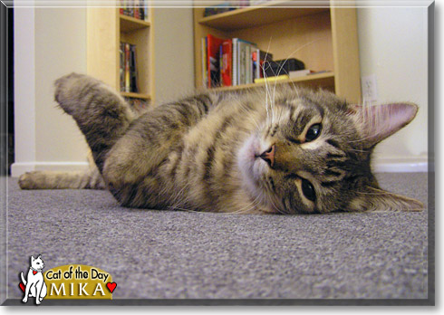 Mika, the Cat of the Day