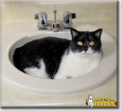 Frackie, the Cat of the Day