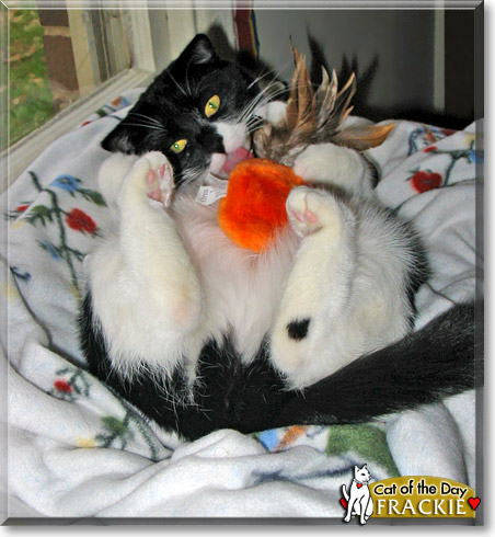 Frackie, the Cat of the Day
