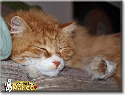 Mango, the Cat of the Day