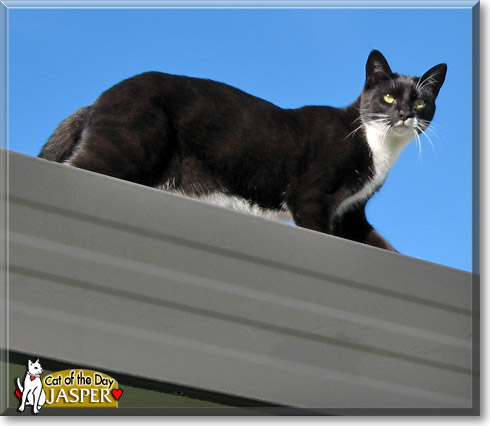 Jasper, the Cat of the Day