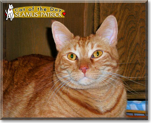 Seamus-Patrick, the Cat of the Day