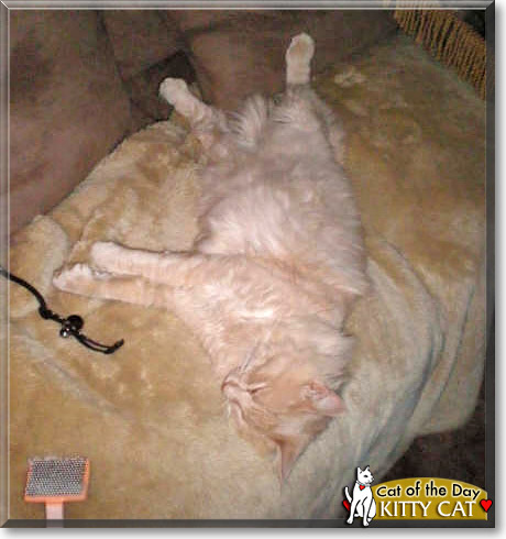 Kitty Cat, the Cat of the Day