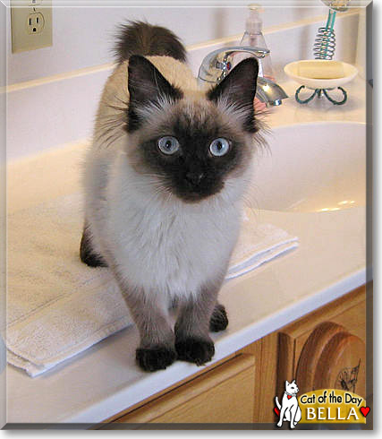 Bella, the Cat of the Day