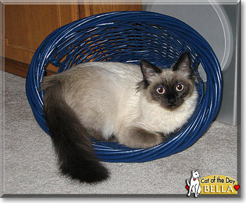 Bella, the Cat of the Day