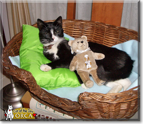 Orca, the Cat of the Day