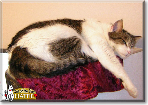 Hattie, the Cat of the Day Hattie, the Cat of the Day