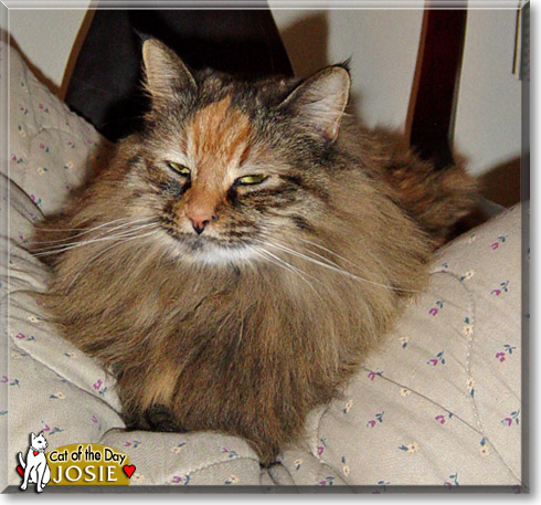 Josie, the Cat of the Day