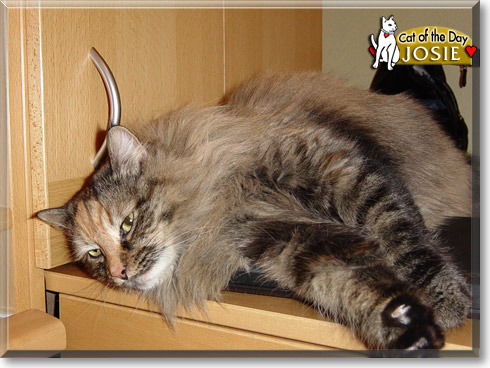 Josie, the Cat of the Day