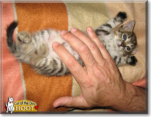 Hoot, the Cat of the Day