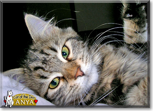 Anya, the Cat of the Day