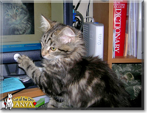 Anya, the Cat of the Day