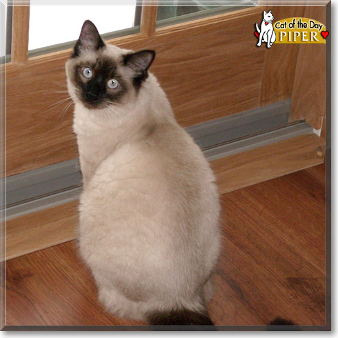 Piper, the Cat of the Day