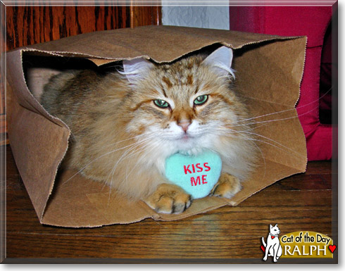 Ralph, the Cat of the Day