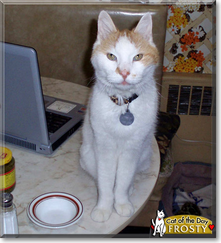 Frosty, the Cat of the Day
