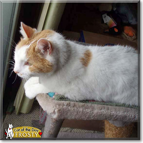 Frosty, the Cat of the Day