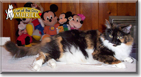 Muriel, the Cat of the Day