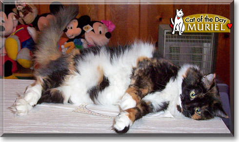 Muriel, the Cat of the Day