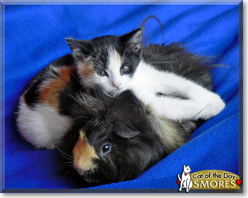 Smores, the Cat of the Day