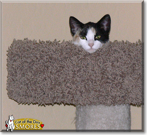 Smores, the Cat of the Day