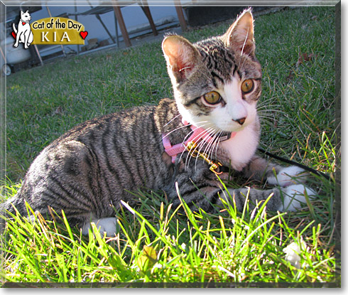 Kia, the Cat of the Day