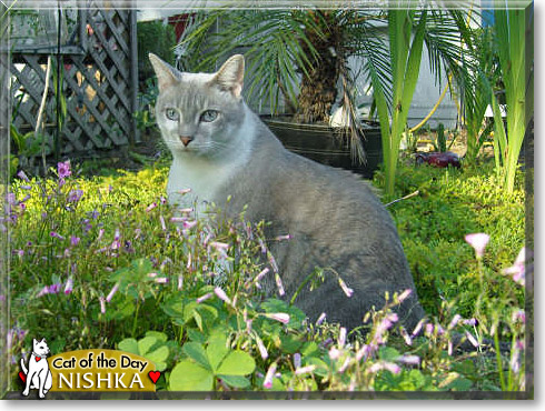 Nishka, the Cat of the Day